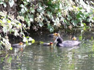 Coot with its young