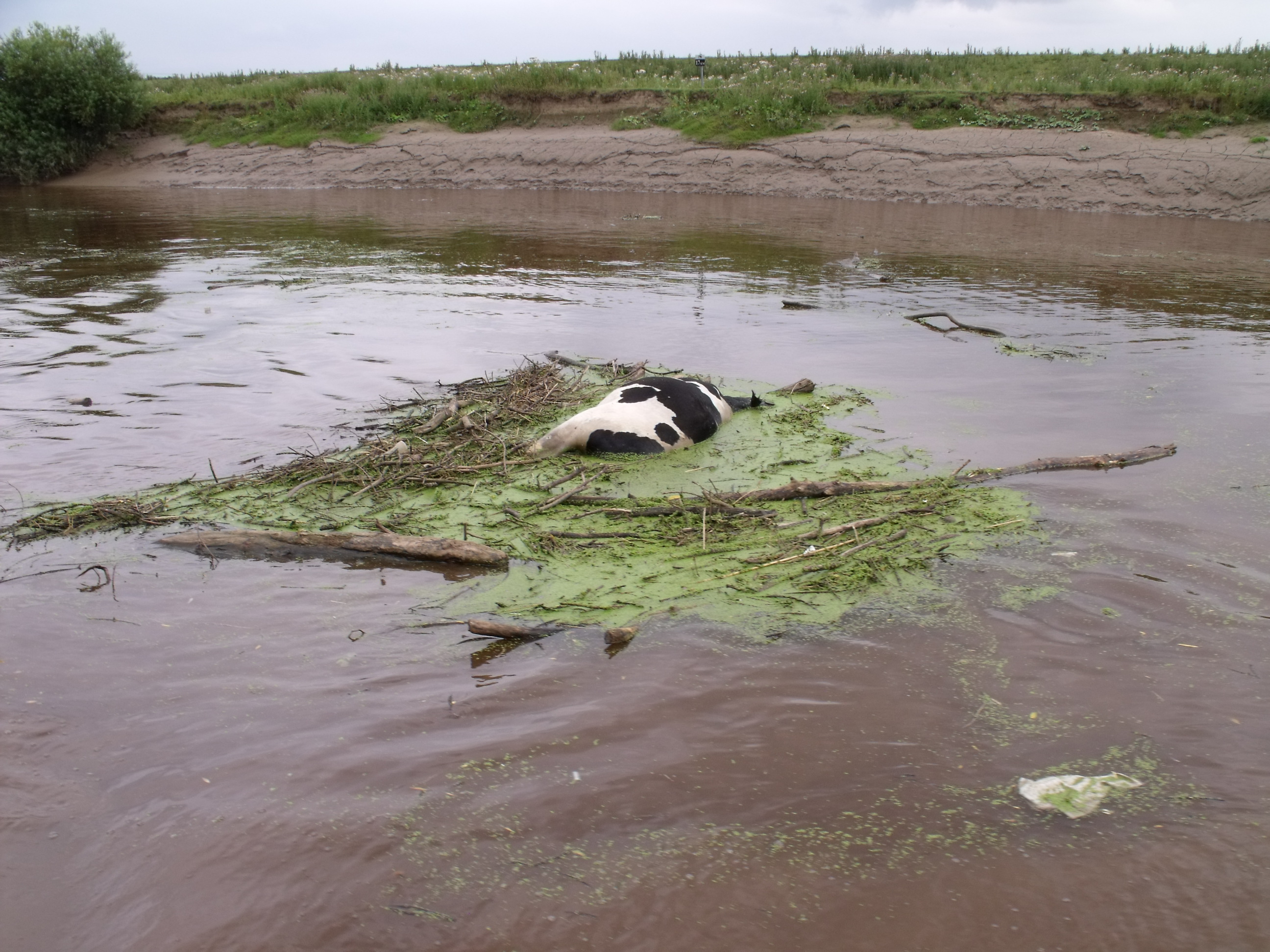 Dead Cow in the River Ouse